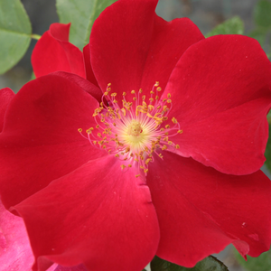 Vrtnice v spletni trgovini - Vrtnice Floribunda - rdeča - Rosa Máramaros - Vrtnica brez vonja - Márk Gergely - -